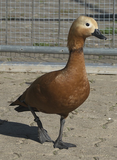 龙吊射